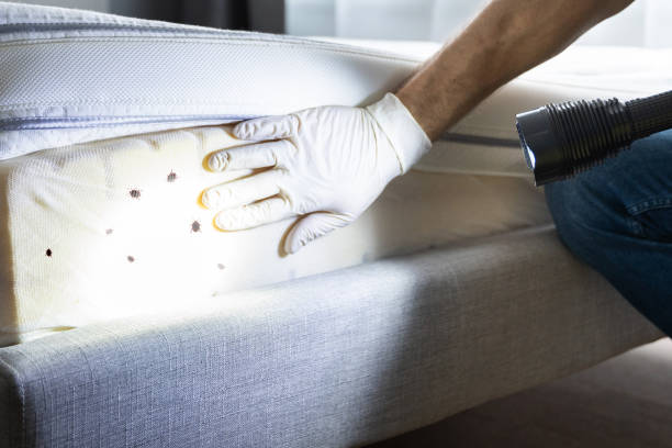 Best Flea Control Services  in Booneville, AR