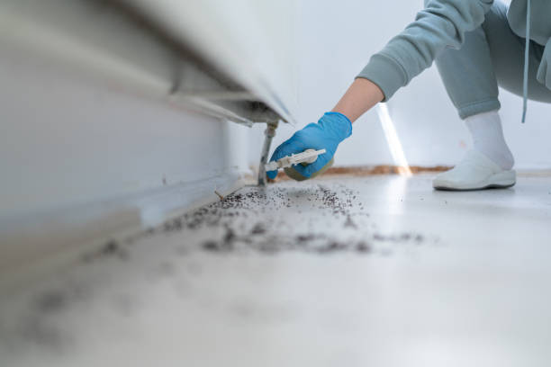 Best Ant Control Services  in Booneville, AR